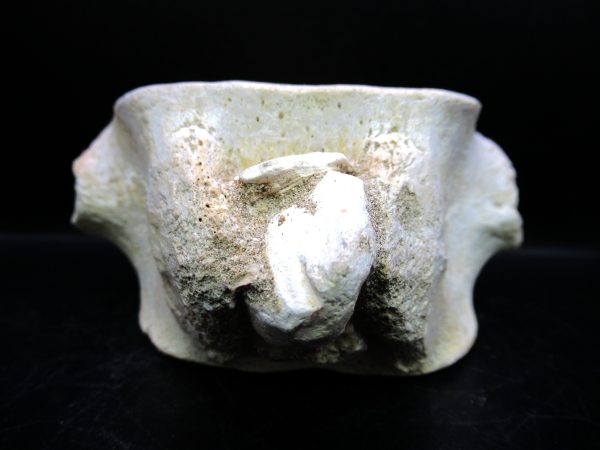 Genuine Cretaceous Age Plesiosaurus Vertebra from Morocco for Sale #9d