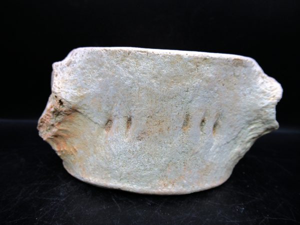 Genuine Cretaceous Age Plesiosaurus Vertebra from Morocco for Sale #9e