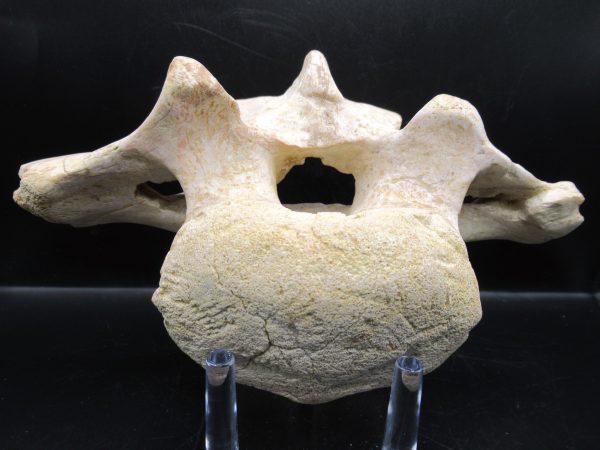 Genuine Cretaceous Age Sigilmassasaurus Dinosaur Vertebra Fossils for Sale from Morocco #3