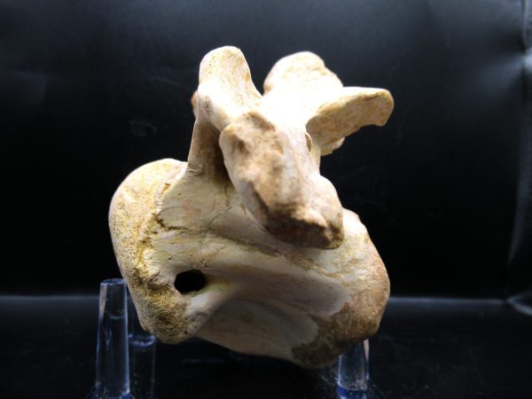 Genuine Cretaceous Age Sigilmassasaurus Dinosaur Vertebra Fossils for Sale from Morocco #3a