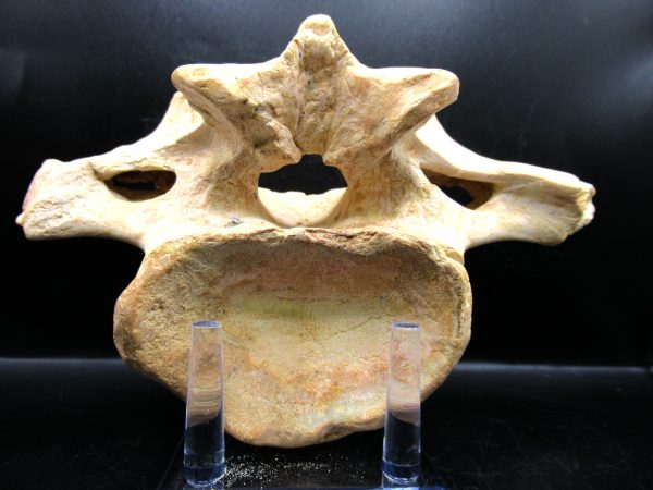 Genuine Cretaceous Age Sigilmassasaurus Dinosaur Vertebra Fossils for Sale from Morocco #3b