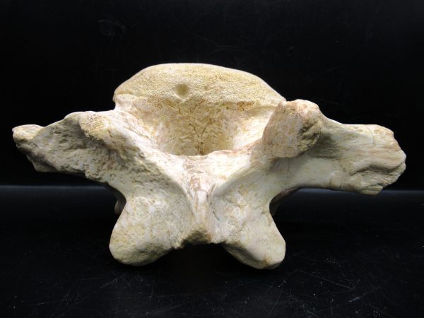 Genuine Cretaceous Age Sigilmassasaurus Dinosaur Vertebra Fossils for Sale from Morocco #3d