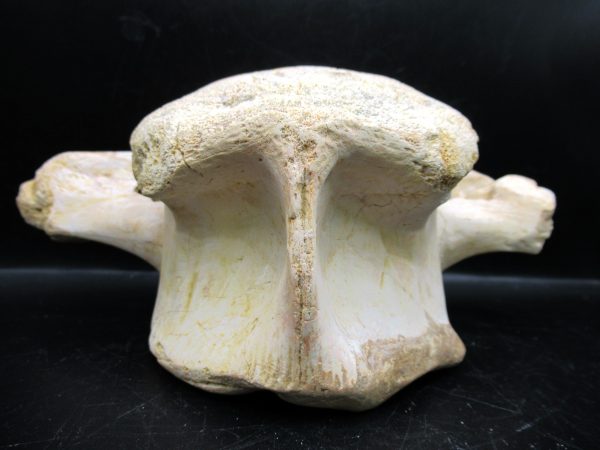Genuine Cretaceous Age Sigilmassasaurus Dinosaur Vertebra Fossils for Sale from Morocco #3e