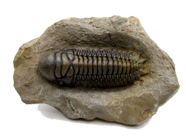 Genuine Devonian Age Crotalocephalina Trilobite Fossils for Sale from Morocco #5