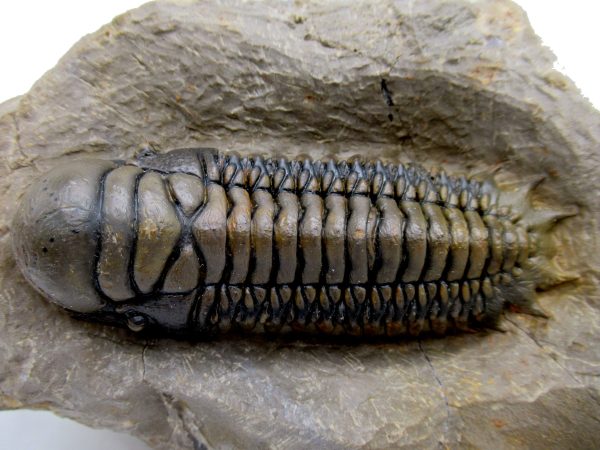 Genuine Devonian Age Crotalocephalina Trilobite Fossils for Sale from Morocco #5a