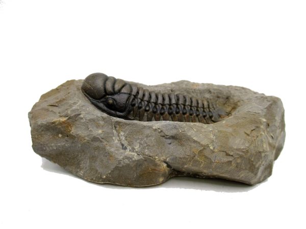 Genuine Devonian Age Crotalocephalina Trilobite Fossils for Sale from Morocco #5b