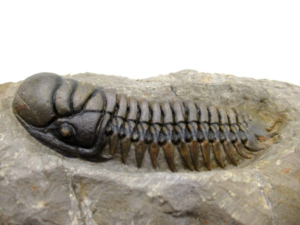 Genuine Devonian Age Crotalocephalina Trilobite Fossils for Sale from Morocco #5c