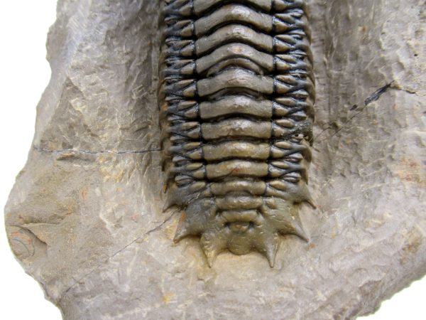 Genuine Devonian Age Crotalocephalina Trilobite Fossils for Sale from Morocco #5d