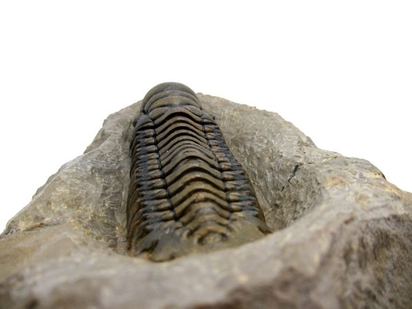 Genuine Devonian Age Crotalocephalina Trilobite Fossils for Sale from Morocco #5e