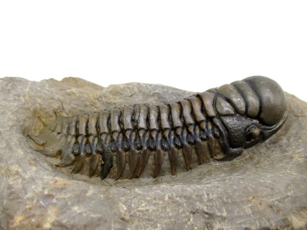 Genuine Devonian Age Crotalocephalina Trilobite Fossils for Sale from Morocco #5f
