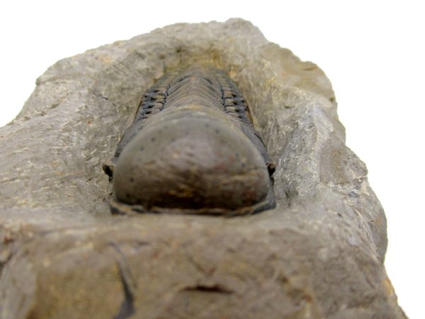 Genuine Devonian Age Crotalocephalina Trilobite Fossils for Sale from Morocco #5g