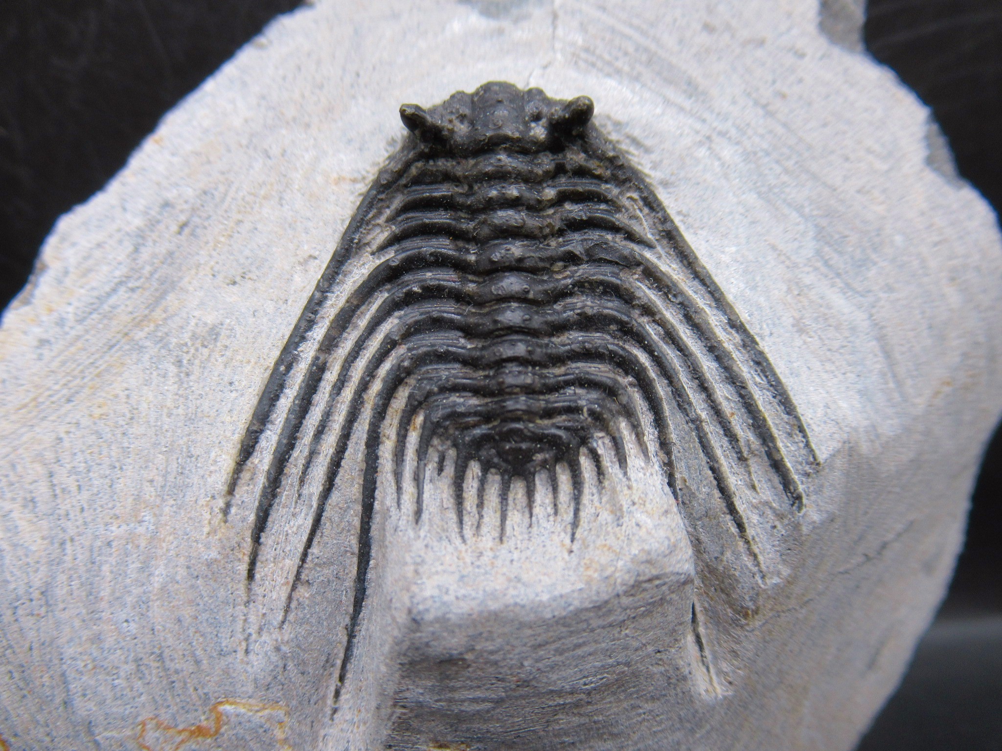 Genuine Jurassic Age Brittle Star Fossil for Sale from Germian #45c