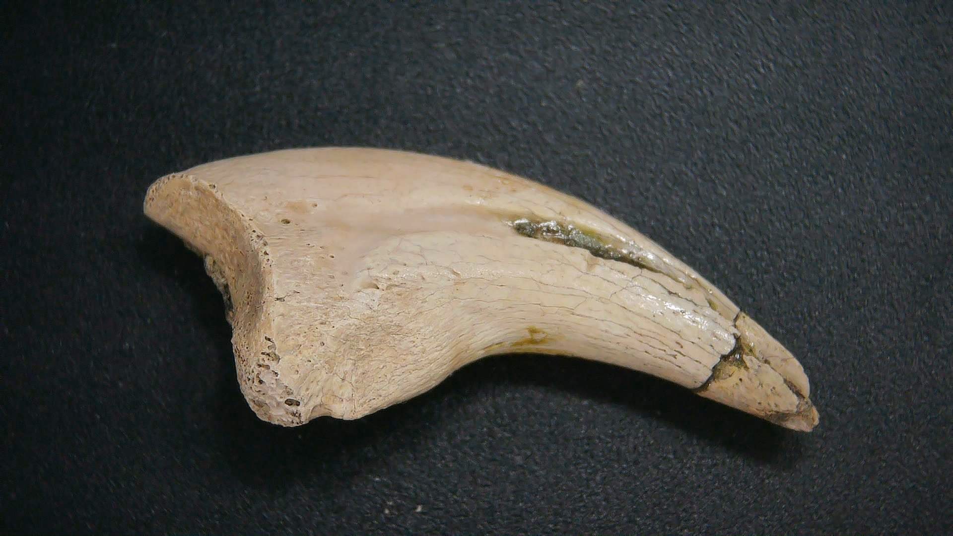 Dromaeosaurus Dinosaur Claw #1 Fossils for Sale