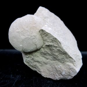 Genuine Oligocene Age Tortoise Egg Specimen From Wyoming For Sale #1