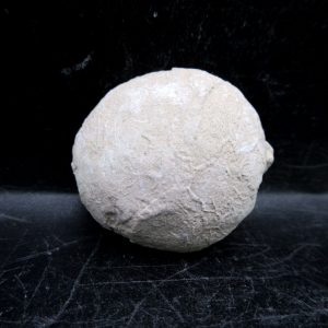 Genuine Oligocene Age Tortoise Egg Specimen From Wyoming For Sale #13
