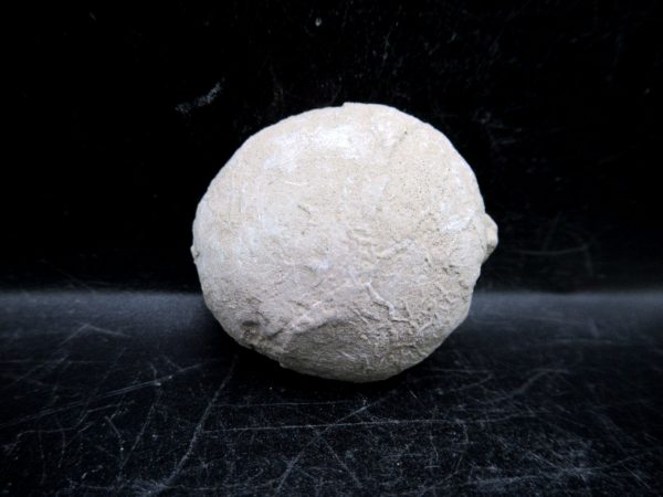 Genuine Oligocene Age Tortoise Egg Specimen From Wyoming For Sale #13