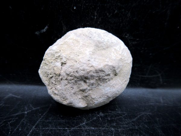 Genuine Oligocene Age Tortoise Egg Specimen From Wyoming For Sale #13a