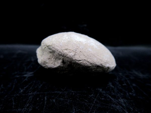Genuine Oligocene Age Tortoise Egg Specimen From Wyoming For Sale #13b