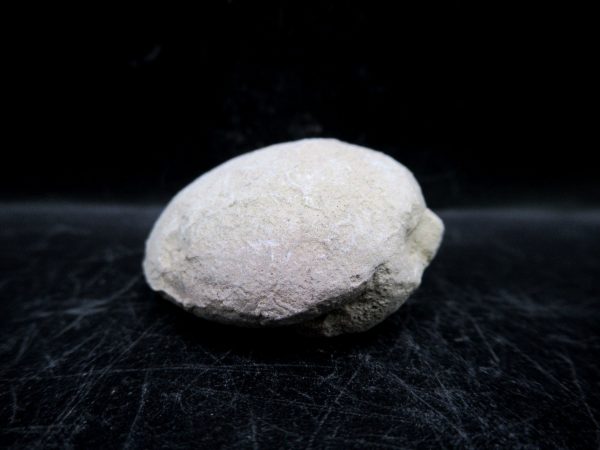 Genuine Oligocene Age Tortoise Egg Specimen From Wyoming For Sale #13c