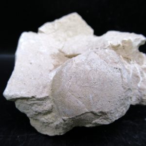 Genuine Oligocene Age Tortoise Egg Specimen From Wyoming For Sale #2