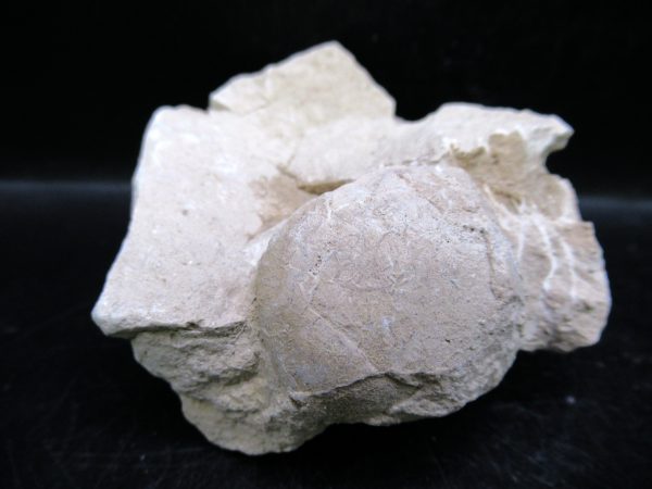 Genuine Oligocene Age Tortoise Egg Specimen From Wyoming For Sale #2