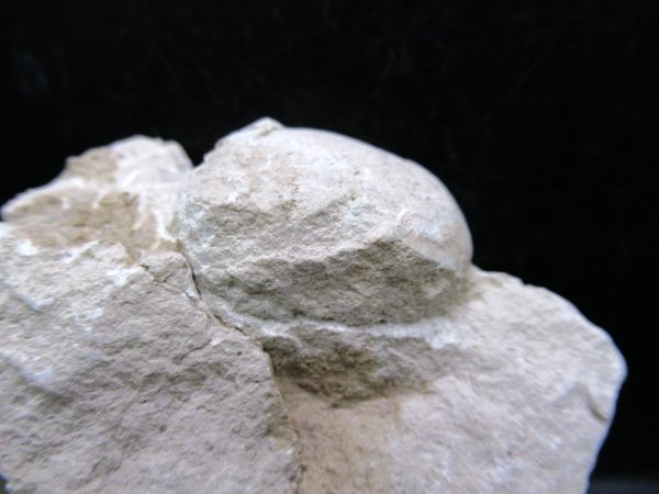 Genuine Oligocene Age Tortoise Egg Specimen From Wyoming For Sale #2b