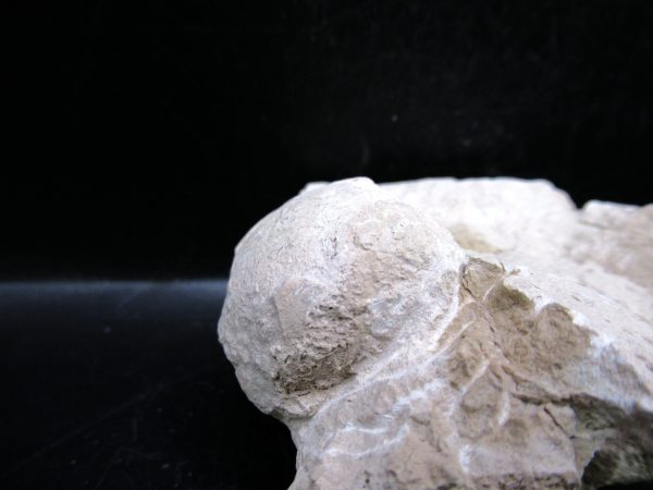 Genuine Oligocene Age Tortoise Egg Specimen From Wyoming For Sale #2c