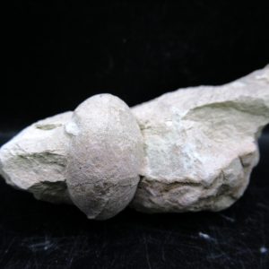 Genuine Oligocene Age Tortoise Egg Specimen From Wyoming For Sale #3