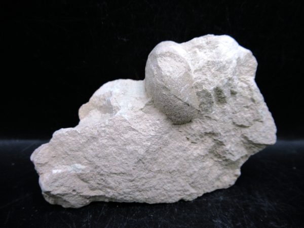 Genuine Oligocene Age Tortoise Egg Specimen From Wyoming For Sale #3b