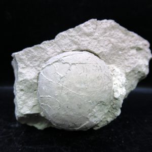Genuine Oligocene Age Tortoise Egg Specimen From Wyoming For Sale #4