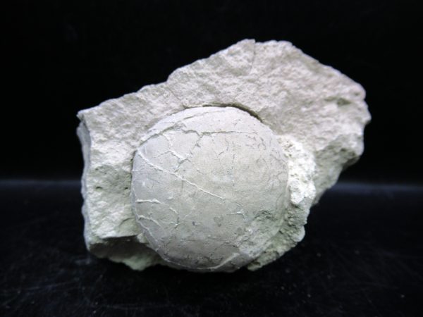 Genuine Oligocene Age Tortoise Egg Specimen From Wyoming For Sale #4