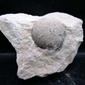 Genuine Oligocene Age Tortoise Egg Specimen From Wyoming For Sale #5