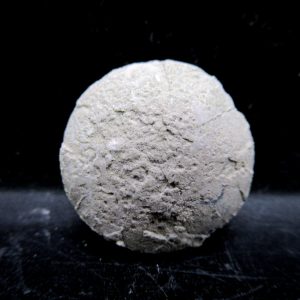 Genuine Oligocene Age Tortoise Egg Specimen From Wyoming For Sale #6