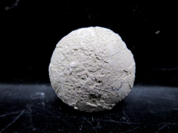 Genuine Oligocene Age Tortoise Egg Specimen From Wyoming For Sale #6