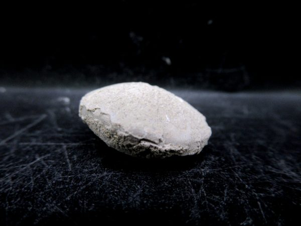 Genuine Oligocene Age Tortoise Egg Specimen From Wyoming For Sale #6b