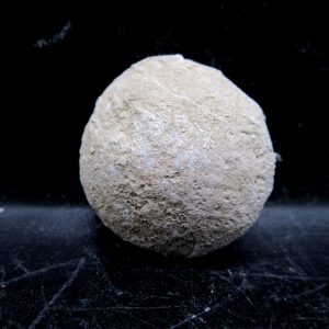 Genuine Oligocene Age Tortoise Egg Specimen From Wyoming For Sale #7