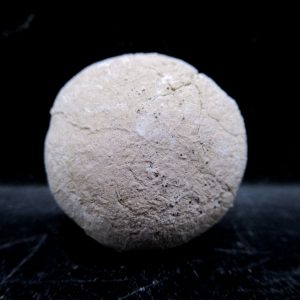 Genuine Oligocene Age Tortoise Egg Specimen From Wyoming For Sale #8