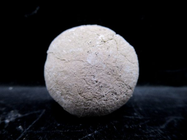 Genuine Oligocene Age Tortoise Egg Specimen From Wyoming For Sale #8