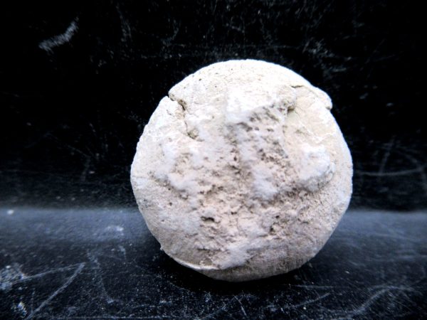 Genuine Oligocene Age Tortoise Egg Specimen From Wyoming For Sale #8a