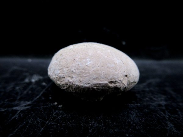 Genuine Oligocene Age Tortoise Egg Specimen From Wyoming For Sale #8b