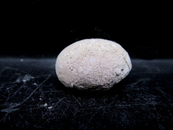 Genuine Oligocene Age Tortoise Egg Specimen From Wyoming For Sale #8c
