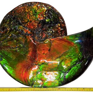 General Cretaceous Age Gem Ammolite Ammonite Fossils From Canada For Sale #5716