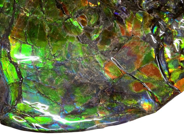 canadian gem ammolite ammonite 5716c | Fossils for Sale General Cretaceous Age Gem Ammolite Ammonite Fossils From Canada For Sale #5716c