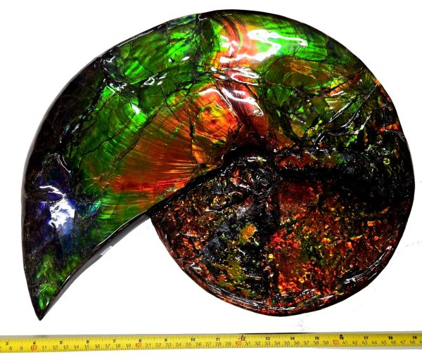 canadian gem ammolite ammonite 571g | Fossils for Sale General Cretaceous Age Gem Ammolite Ammonite Fossils From Canada For Sale #571g