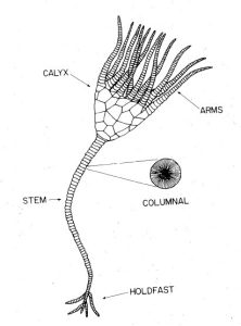Holzmaden Crinoid