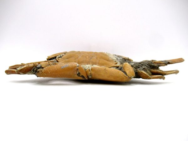 Genuine Pliocene Age Macrophthalmus Crab Fossils for Sale from Madagascar #2b