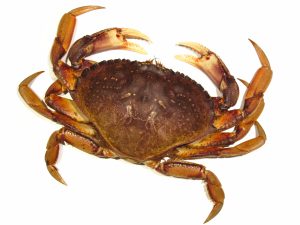 Macrophthalmus