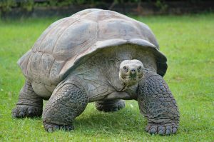 Wyoming Fossil Tortoise