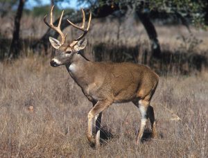 Odocoileus Deer