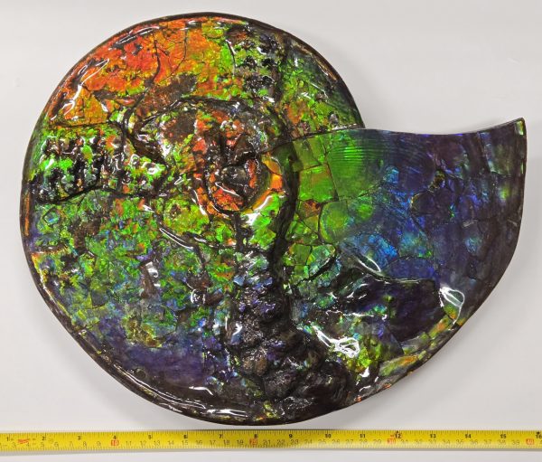 Gem Ammolite Ammonite #1 -14.4" wide